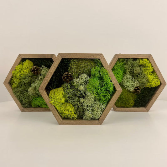Honey-Comb Hexagon Moss Wall Art