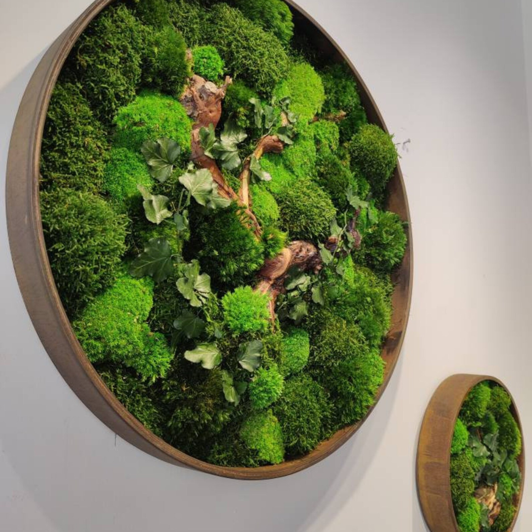 Moss Wall Art: Australia's Trendsetting Design Element