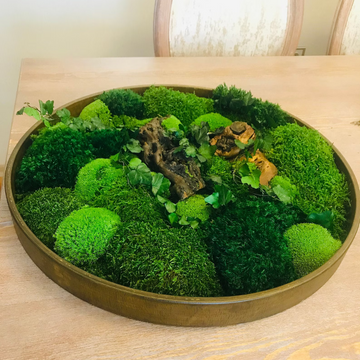 Sage & Twine Blog post about A Comprehensive Guide to Using Moss in Terrariums and Indoor Moss Wall Art