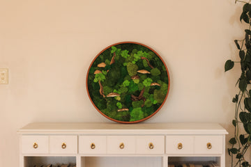 Can Preserved Moss Grow? Unraveling the Mysteries of Moss Wall Art