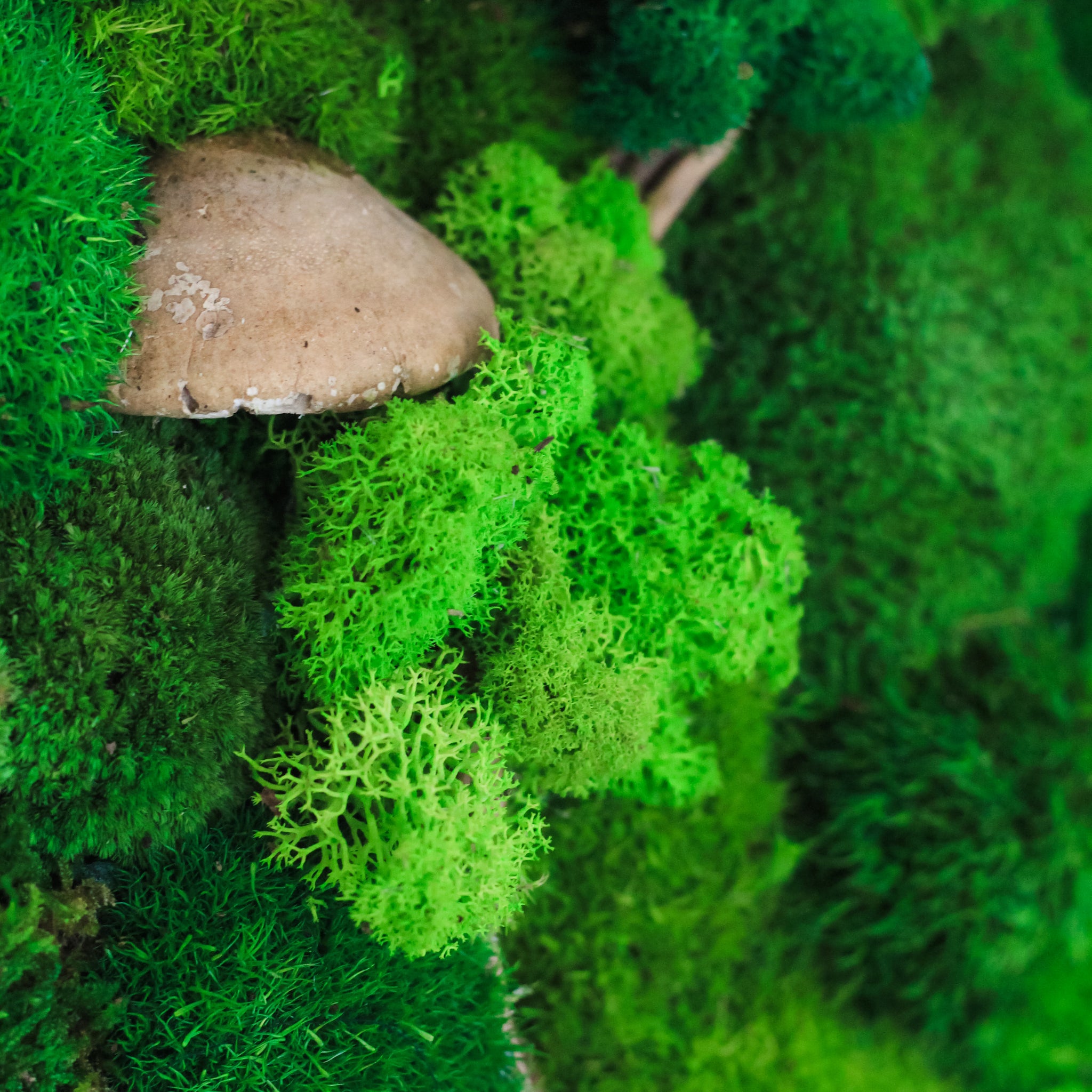 Unveiling the Beauty and Benefits of Moss Wall Art