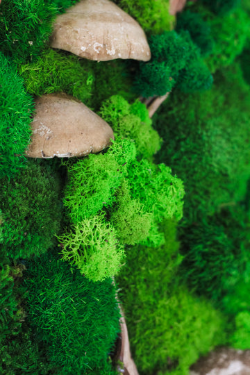 Unveiling the Beauty and Benefits of Moss Wall Art