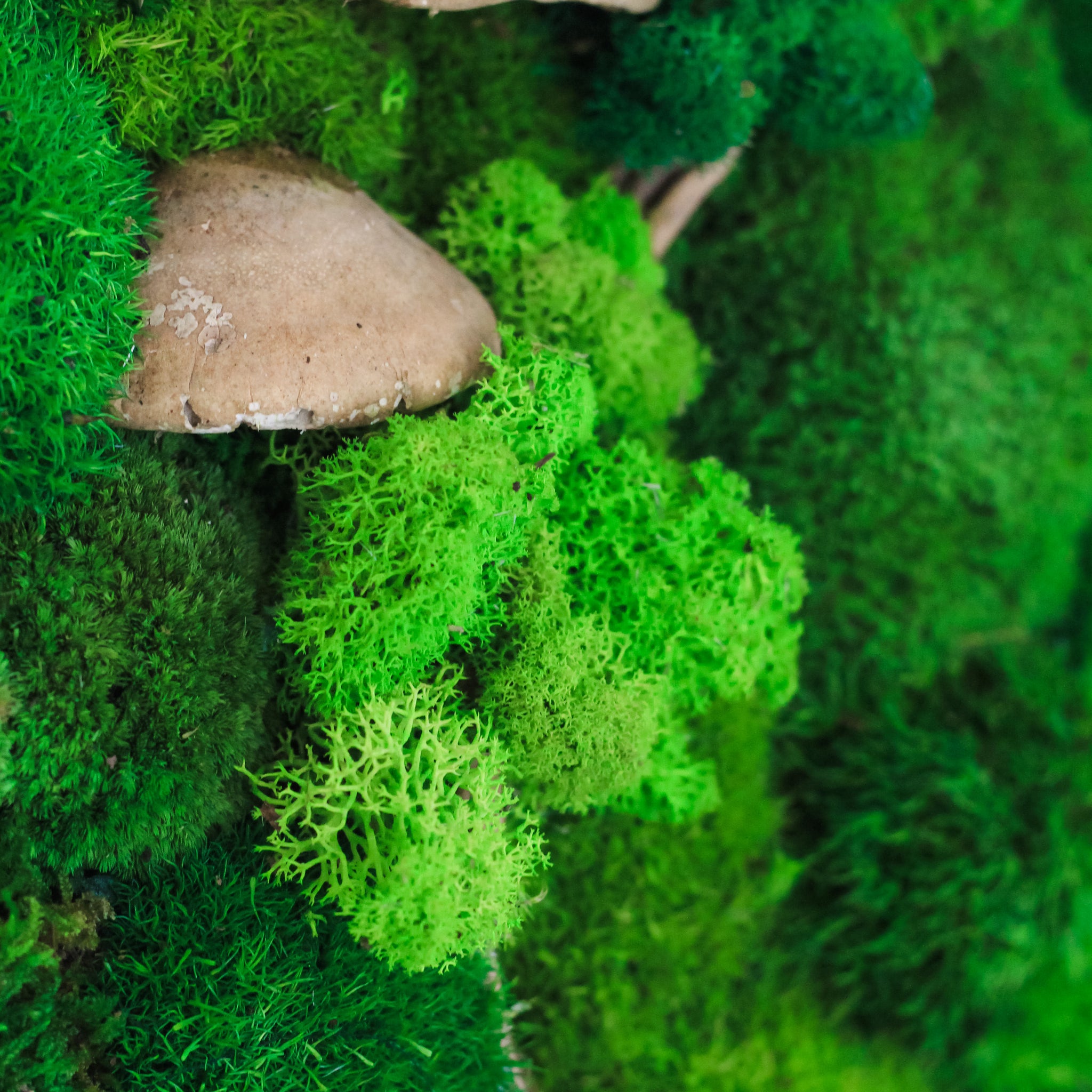 How Do Moss Walls Work? The Science and Beauty Behind Moss Wall Art