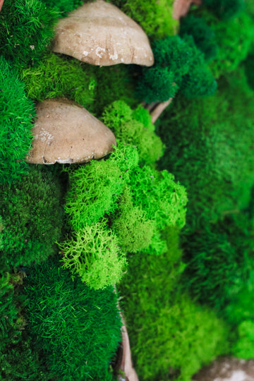 How Do Moss Walls Work? The Science and Beauty Behind Moss Wall Art