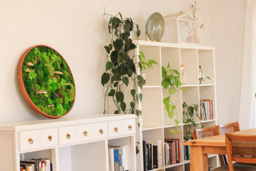 Why Moss Wall Art? The Beauty and Benefits Explained