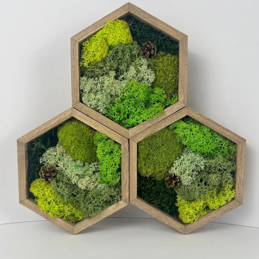 Honey-Comb Hexagon Moss Wall Art